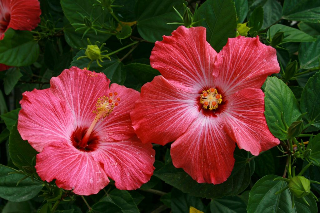 red hibiscus in bloom during daytime